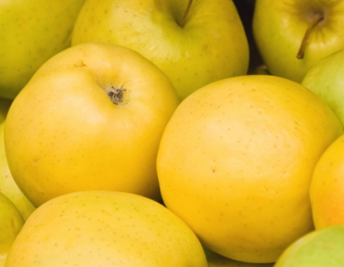 Apfel Golden Delicious, auf MM106, wurzelnackt