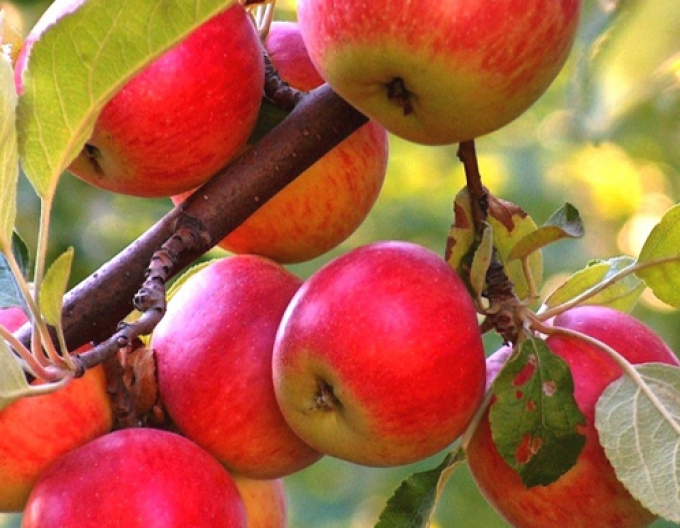 Apfel Rubinola, auf MM106, wurzelnackt