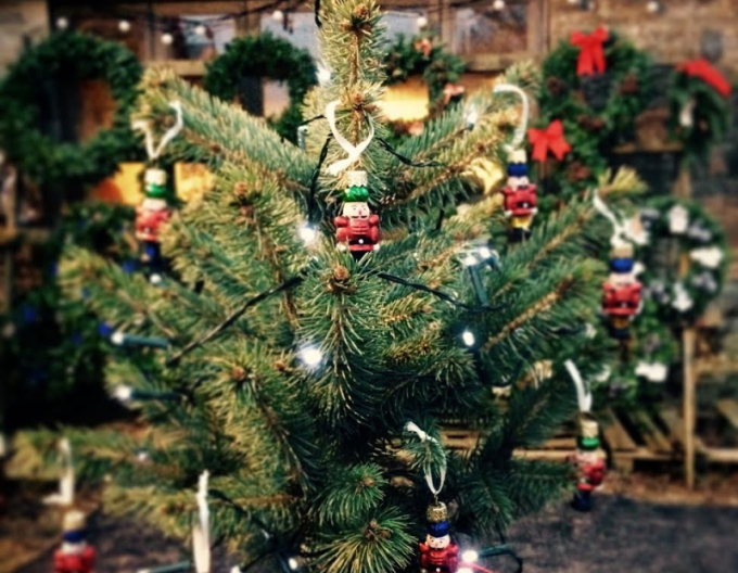 Stechfichte 60/80 cm, cont.