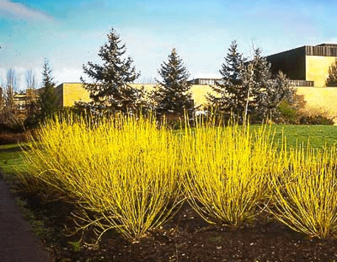 Weißer Hartriegel  "FLAVIRAMEA" 10l