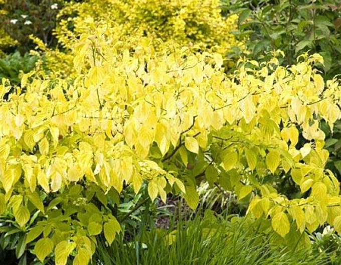 Weißer Hartriegel  Aurea