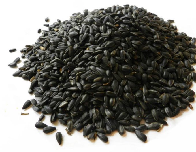 Forestina Schwarze Sonnenblume - Futtermittel 25kg