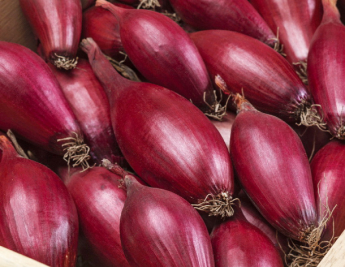 Semo Zwiebel Carminka