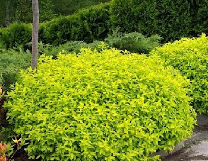 Japanisches Geißblatt Golden Princess