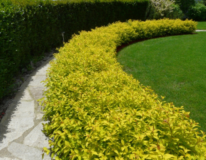 Japanisches Geißblatt Golden Princess