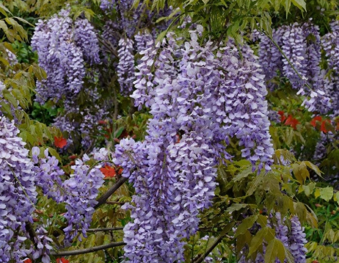 Chinesischer Blauregen Caroline