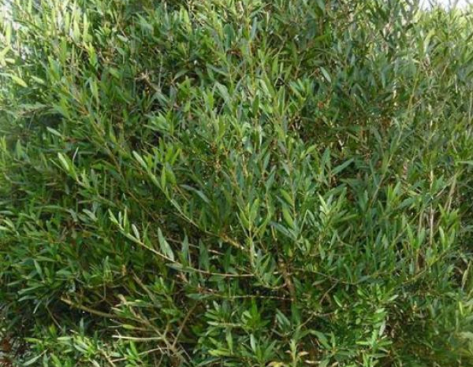 Schmalblättrige Steinlinde