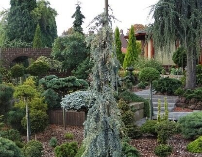 Libanon Zeder Atlantica La Fontaine