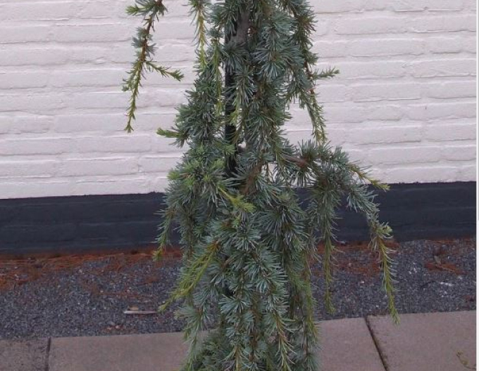 Libanon Zeder Atlantica La Fontaine