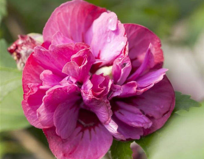 Garten-Eibisch Duc De Brabant