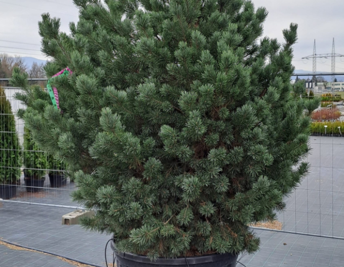 Waldkiefer Watererii