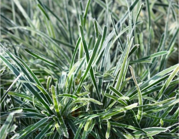 Zwergbinse ’ICE CRYSTAL’ ®