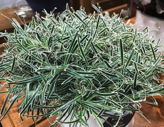 Zwergbinse ’ICE CRYSTAL’ ®