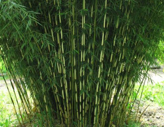 Bambus Fargesia Robusta Campbell