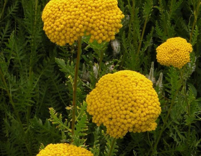 Goldgarbe Variety´s Parkery