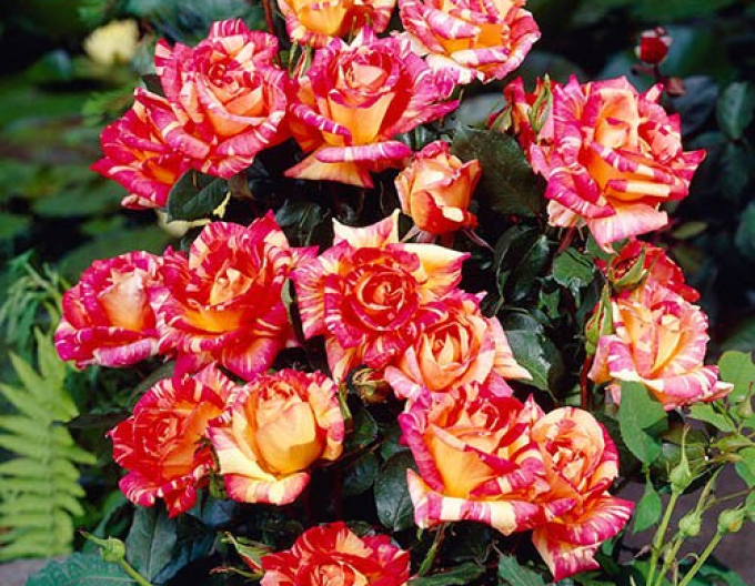 Baumrose Harry Wheatcroft