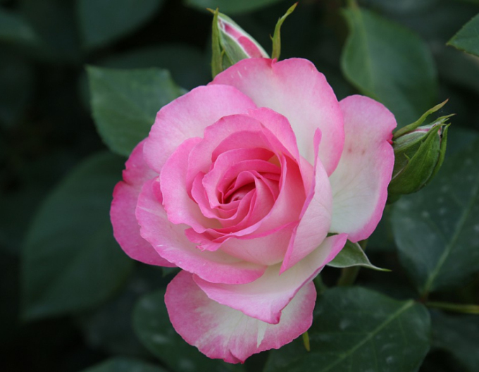 Stammrose Bordure Rose
