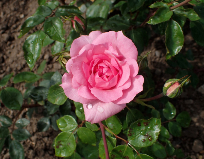 Stammrose Bordure Rose