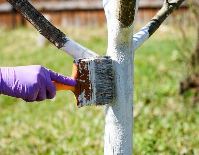 Biovita Kalk für Baum- und Strauchbleiche Eimer 1kg