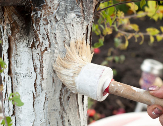 Biovita Kalk für Baum- und Strauchbleiche Eimer 1kg
