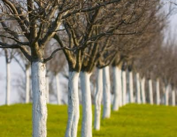 Biovita Kalk für Baum- und Strauchbleiche Eimer 1kg
