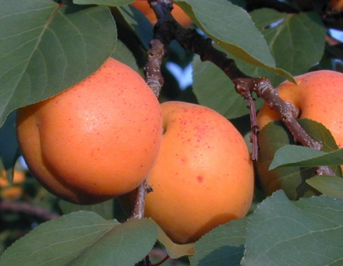 Aprikose Goldrich Halbhartholz, sub. Myrobalán, Forts. 18l