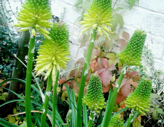 Taschenlampe Limelight