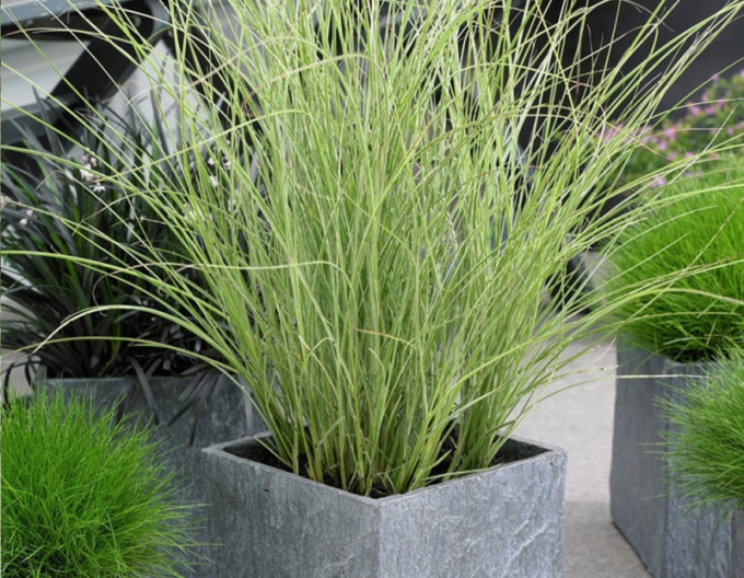 Chinaschilf Morning Light