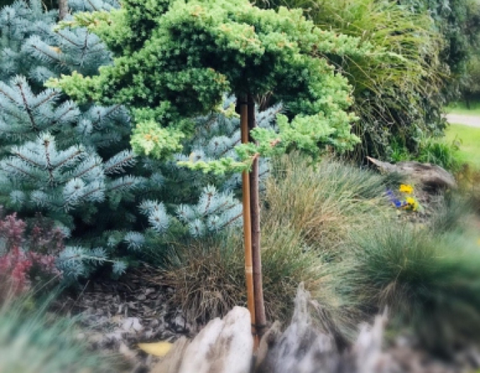 Wacholder Nana - Stämmchen