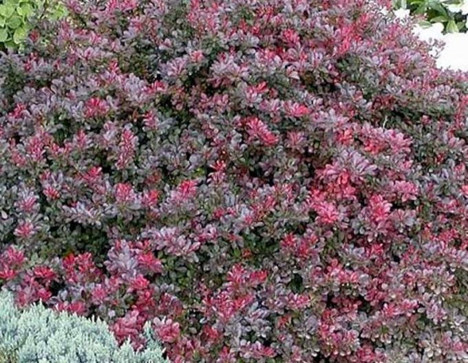 Thunbergdrossel Atropurpurea Nana