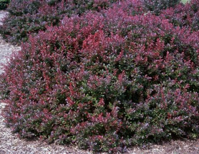 Thunbergdrossel Atropurpurea Nana