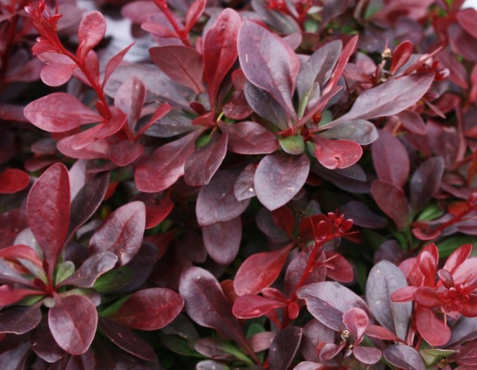 Thunbergdrossel Atropurpurea Nana