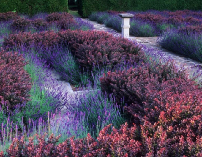 Thunbergdrossel Atropurpurea Nana