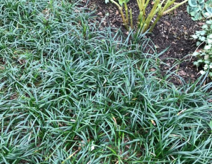 Schlangenbart  Minor