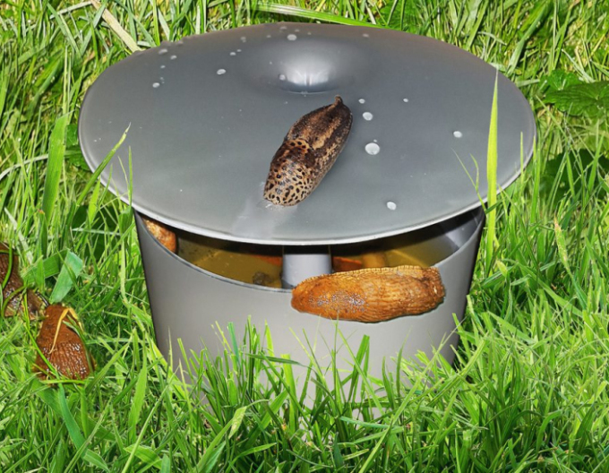 Schneckenfalle