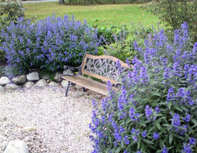 Bartblume "HEAVENLY BLUE" 9x9