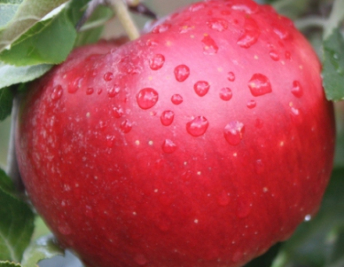 Apfel Idared, auf A2, Cont. 5l