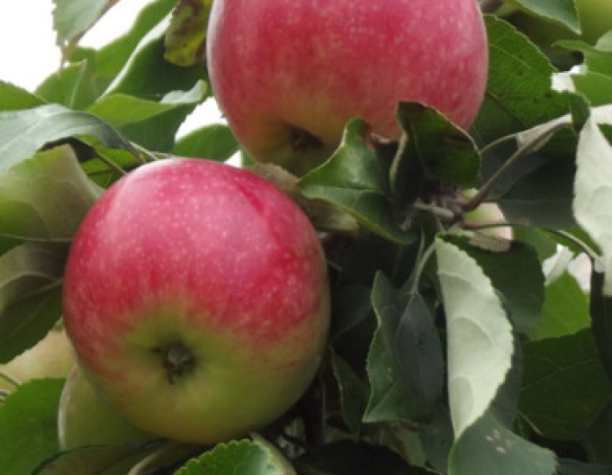 Apfelbaum Champion auf MM106, Cont. 5l