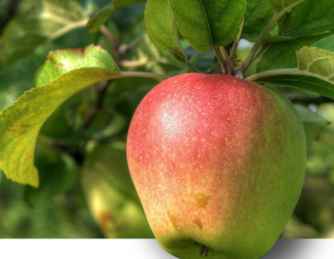 Apfelbaum Pinova Winter, sub. A2, Forts. 5l