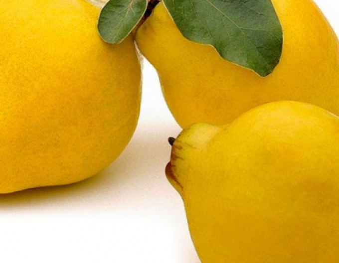 Quitte Vranja, auf Quitte, Cont. 5l