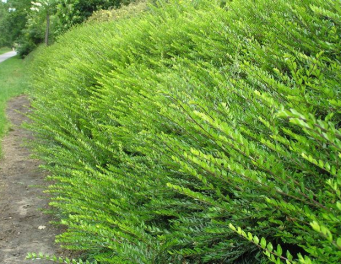 Immergrüne Heckenkirsche 9x9