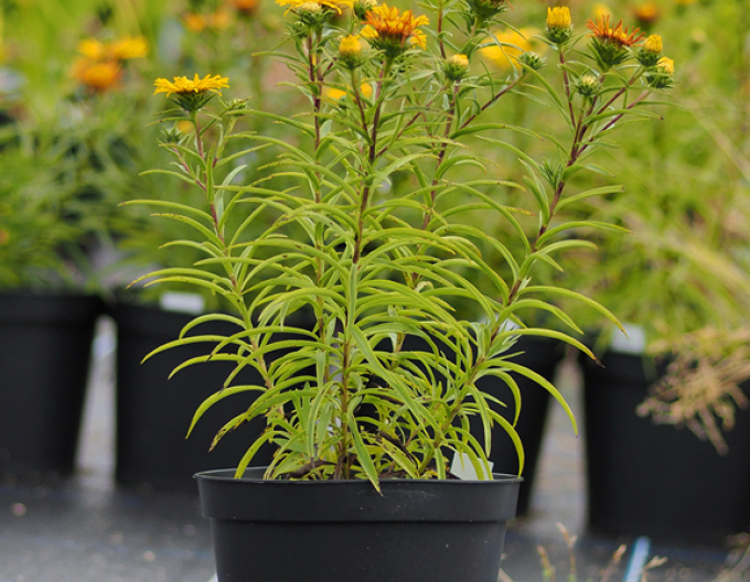 Inula ensifolia - Gelb