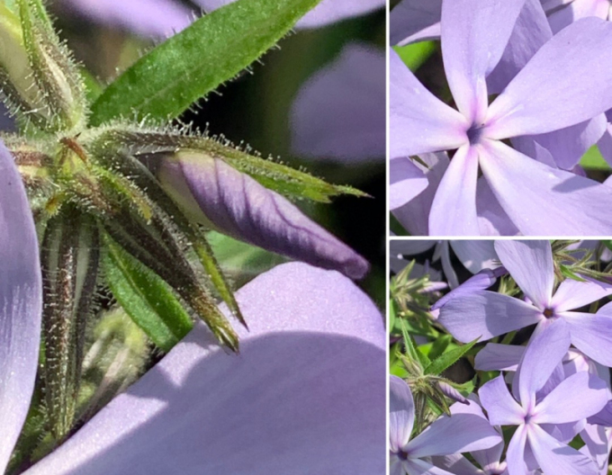 Flammenblume Clouds of Perfume