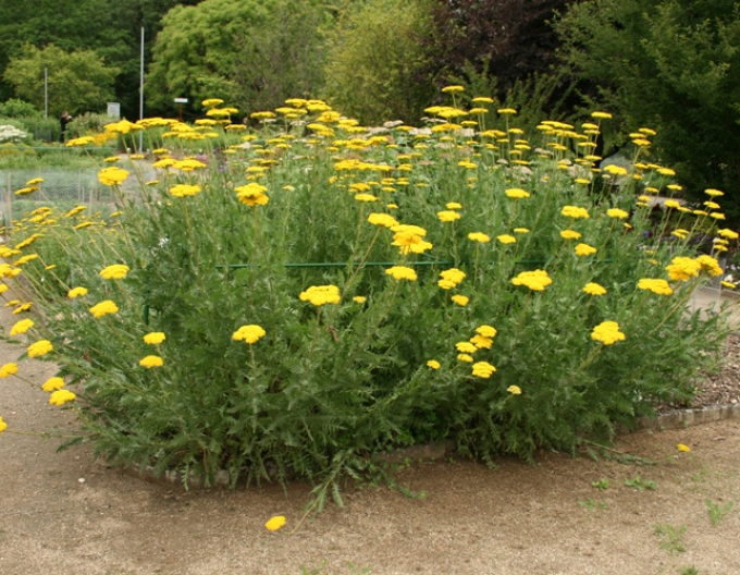 Goldgarbe Variety´s Parkery