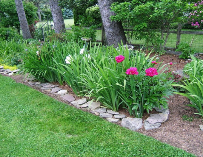 Halbstrauchige Pfingstrose Karl Rosenfield