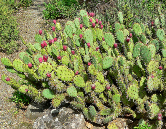 Opuntia