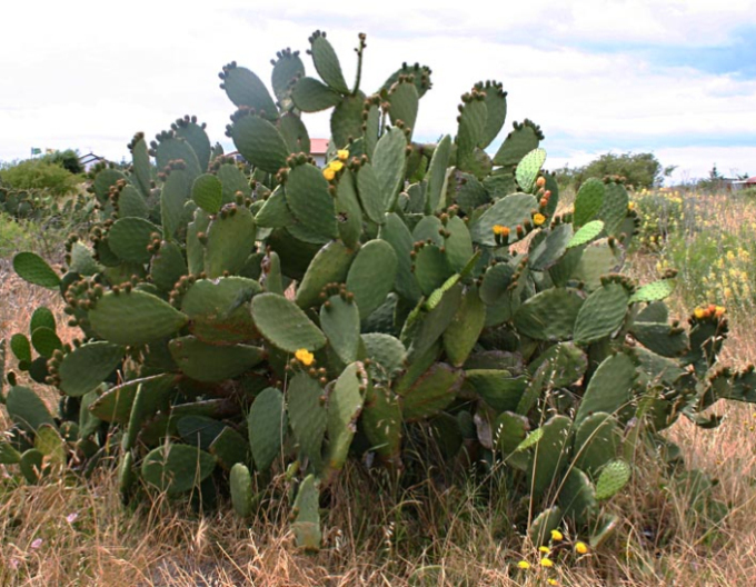 Opuntia