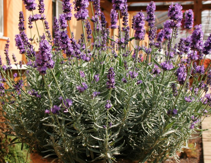 Lavendel Hidcote Blue