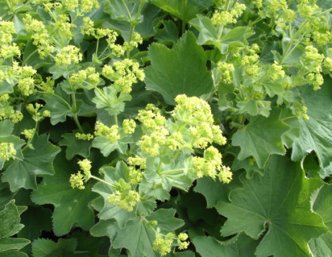 Alchemilla mollis Irish Silk