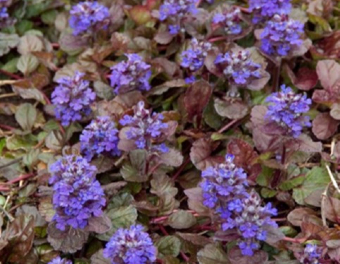 Schwarze Jakobsmuschel